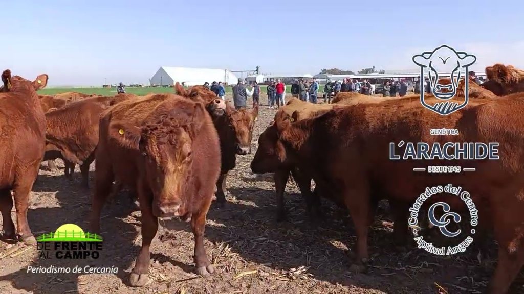 Primer plano de varios ejemplares de Angus Colorado de Cabaña Bajo Fértil con público al fondo.