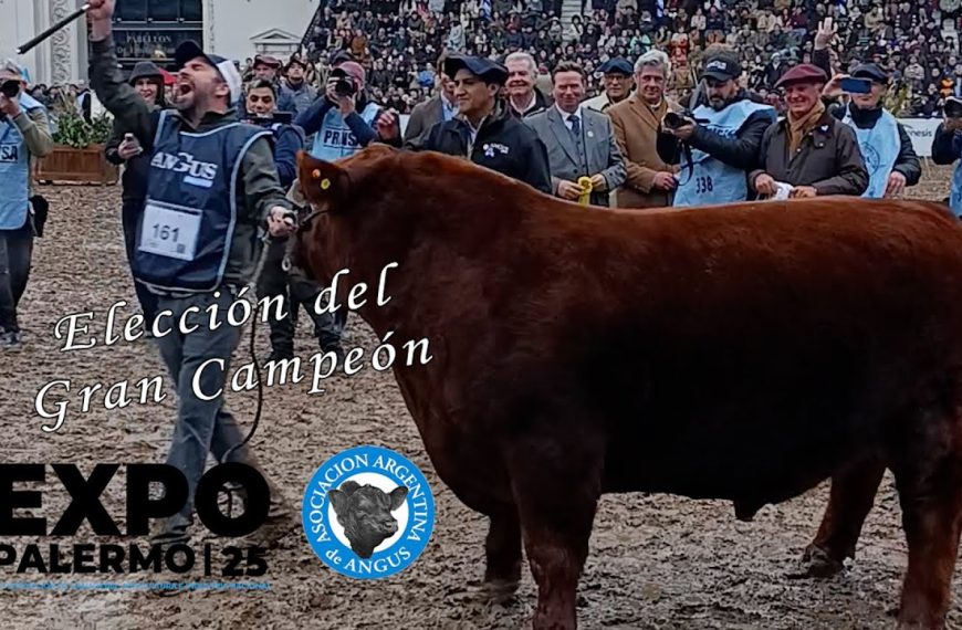 Gran Campeón Macho Angus en Palermo 2025 elegido entre alta expectativa