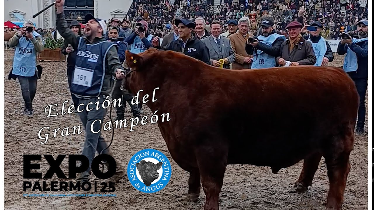 Gran Campeón Macho Angus en Palermo 2025 elegido entre alta expectativa