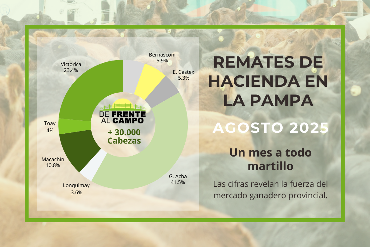 Informe exclusivo: Los remates de hacienda en La Pampa en agosto 2025 superaron las 30 mil cabezas