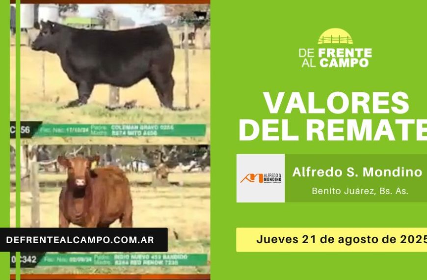 Valores del remate de Alfredo S. Mondino | Benito Juárez, Bs. As. | Jueves 21/08/2025