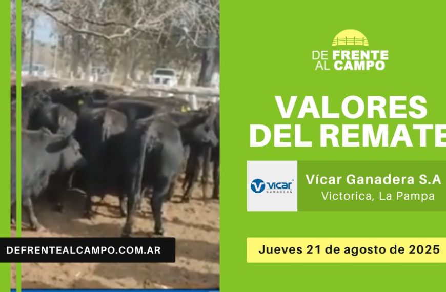 Valores del remate de Vicar Ganadera S.A. | Victorica, La Pampa | Jueves 21/08/2025
