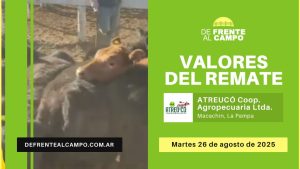 Remate feria ATREU-CO en Macachín – 26 de agosto 2025-valores