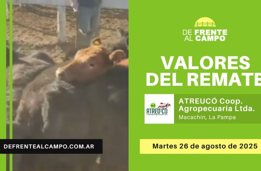 Remate feria ATREU-CO en Macachín – 26 de agosto 2025-valores