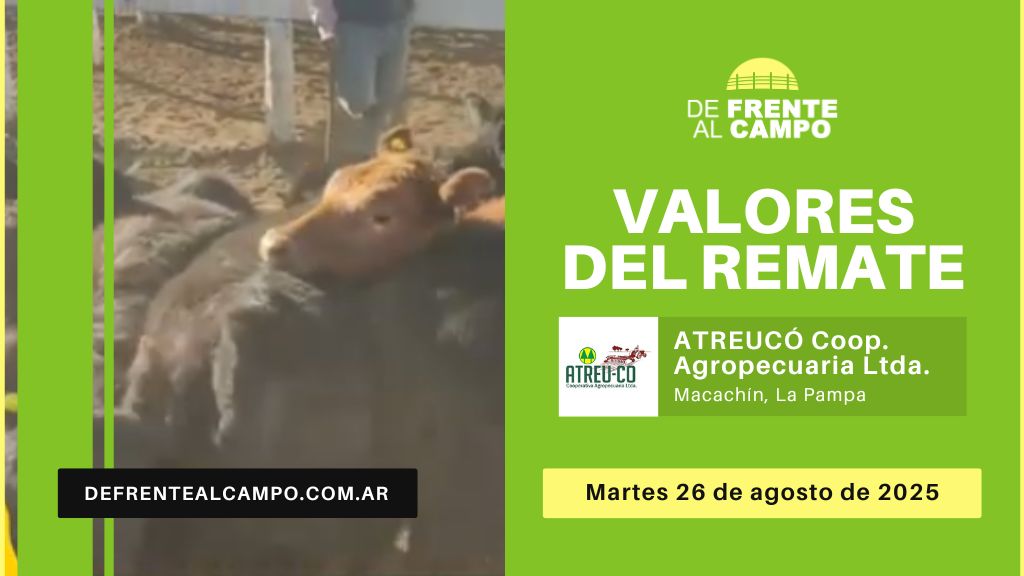 Remate feria ATREU-CO en Macachín – 26 de agosto 2025-valores