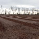 Reactivación del Vivero Forestal del EPRC: más de 10.000 estacas implantadas en La Pampa