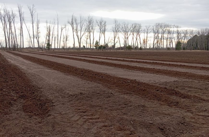 Reactivación del Vivero Forestal del EPRC: más de 10.000 estacas implantadas en La Pampa