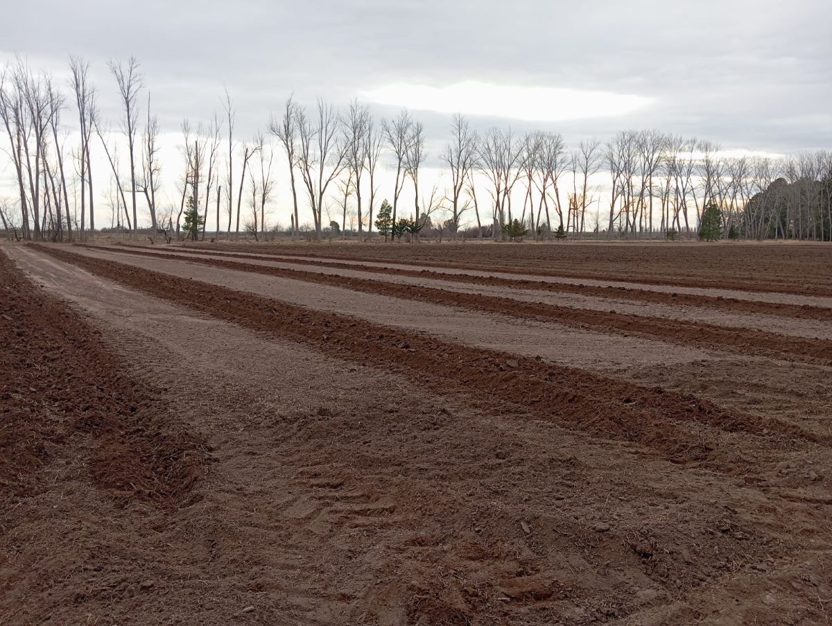Reactivación del Vivero Forestal del EPRC: más de 10.000 estacas implantadas en La Pampa