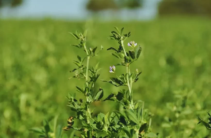 Alfalfa frente al estrés salino: descubren mecanismo clave para su adaptación