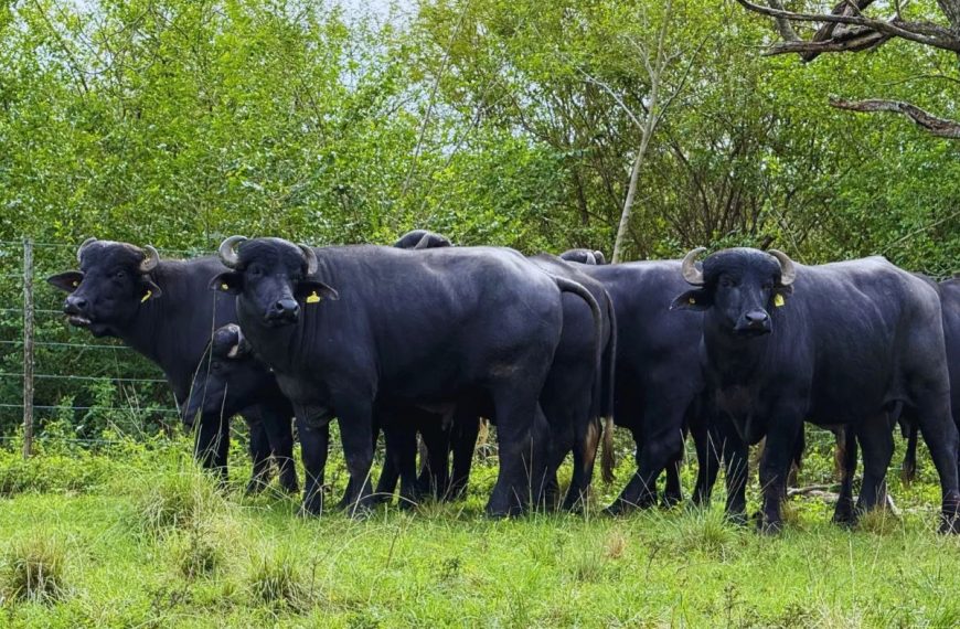 Carne de búfalo: alternativa nutritiva y estratégica para regiones del NEA y Delta