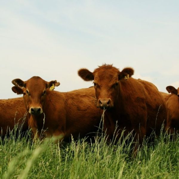 Senasa redefine la estrategia de vacunación contra la aftosa y reduce costos a productores