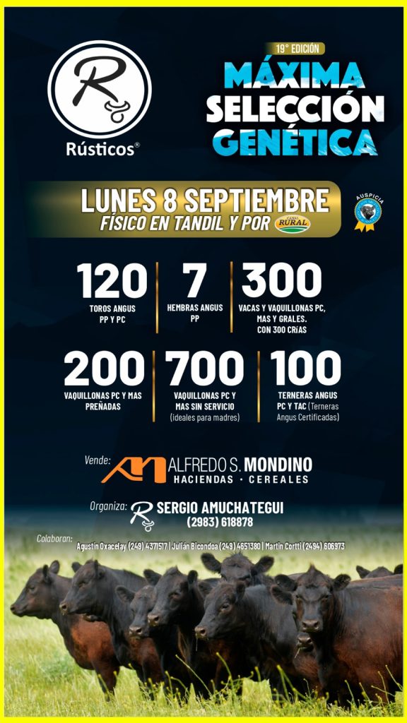 Remate feria Mondino Tandil 8 septiembre 2025 con 1720 animales Angus de máxima selección genética