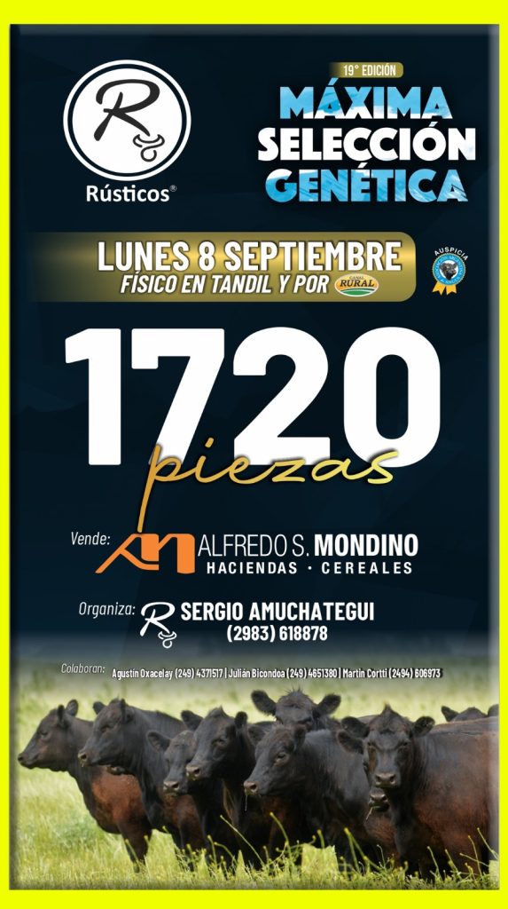 Remate feria Mondino Tandil 8 septiembre 2025 con 1720 animales Angus de máxima selección genética