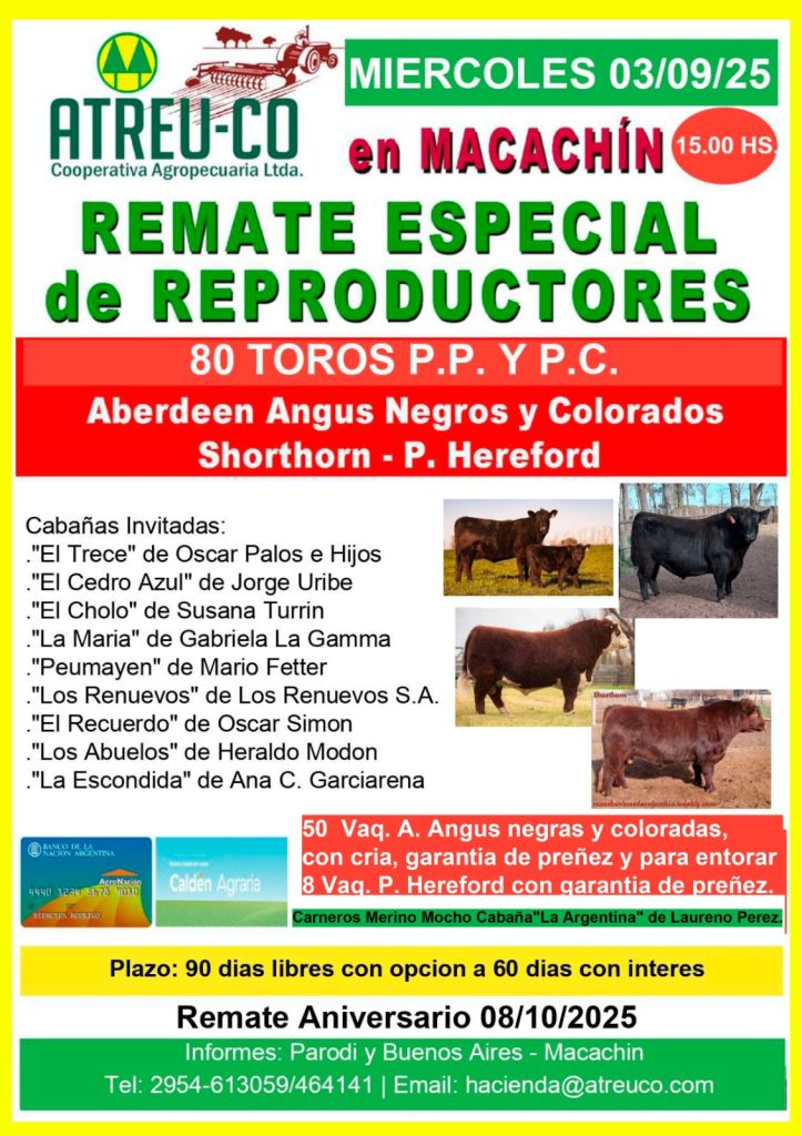 remate feria atreuco macachín 3 septiembre 2025 con toros, vaquillonas y carneros
