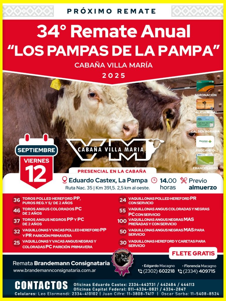Remate feria Brandemann Castex 12 septiembre 2025 con hacienda Hereford y Angus en Cabaña Villa María.