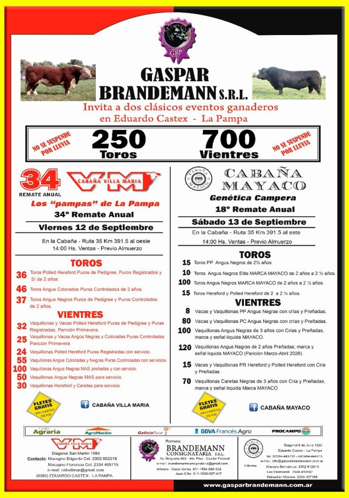 Remate feria Mayaco Castex 13 septiembre 2025 con toros y vientres Angus y Hereford