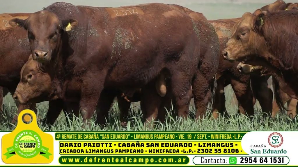 Toros Limangus puros controlados en San Eduardo