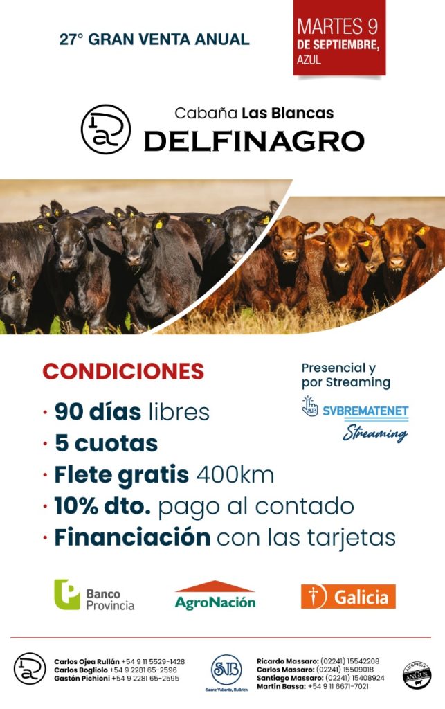 Remate feria Delfinagro Azul 9 septiembre 2025 con 150 toros y 500 vaquillonas Angus en Cabaña Las Blancas