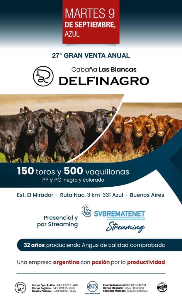 Remate feria Delfinagro Azul 9 septiembre 2025 con 150 toros y 500 vaquillonas Angus en Cabaña Las Blancas