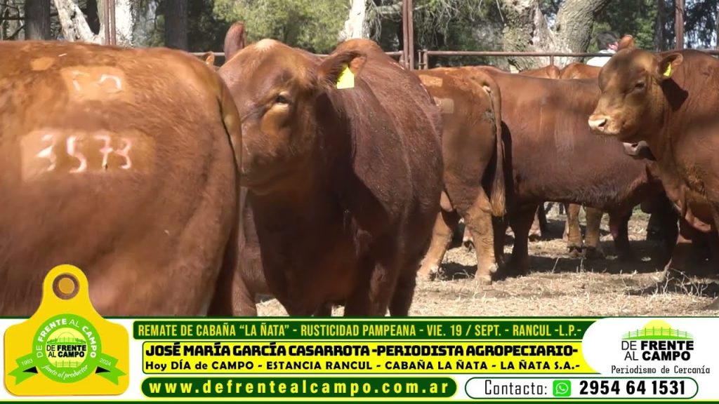 Primer plano de vaquillonas Angus en La Ñata