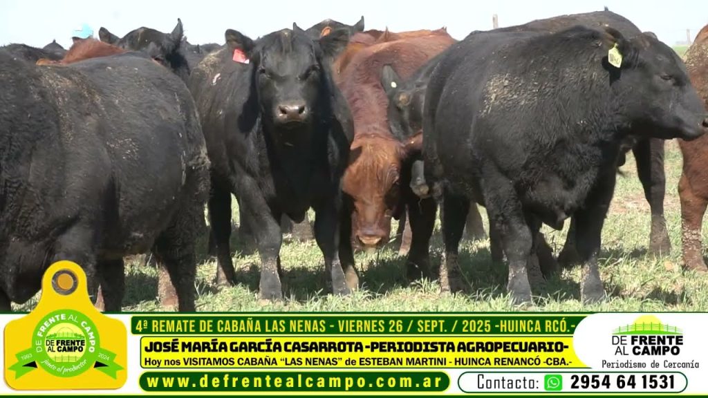 Vaquillonas Angus PC de Cabaña Las Nenas alimentándose a pasto en Huinca Renancó.