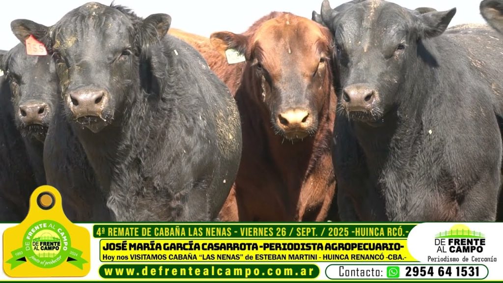 Lote de toros y vaquillonas Angus PC de Cabaña Las Nenas en el campo.