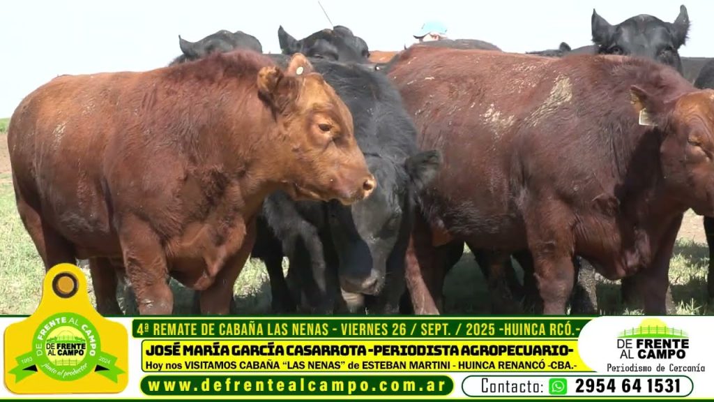 Primer plano de toros Angus PC de Cabaña Las Nenas, mostrando su estructura y calidad.