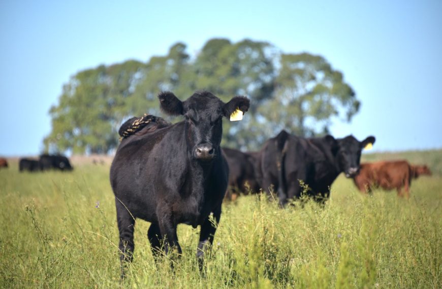 El Gobierno fijó retenciones cero a la carne vacuna y aviar hasta el 31 de octubre