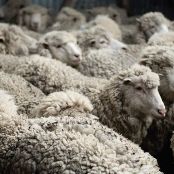 Zafra ovina 2024/25: fuerte aumento en volumen y valor de exportaciones de lana argentina