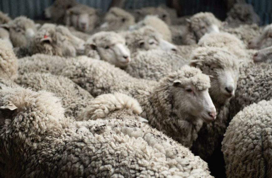 Zafra ovina 2024/25: fuerte aumento en volumen y valor de exportaciones de lana argentina