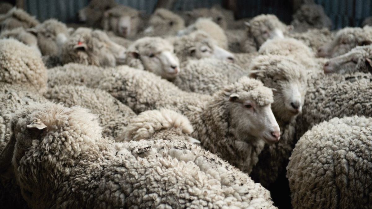 Zafra ovina 2024/25: fuerte aumento en volumen y valor de exportaciones de lana argentina