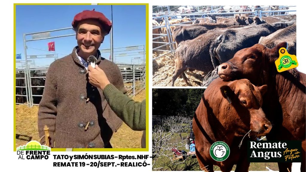 Gabriel Otero de Cabaña Nirihuau en diálogo con De Frente al Campo durante el remate de Angus, rodeado de toros y vaquillonas de alta calidad genética.