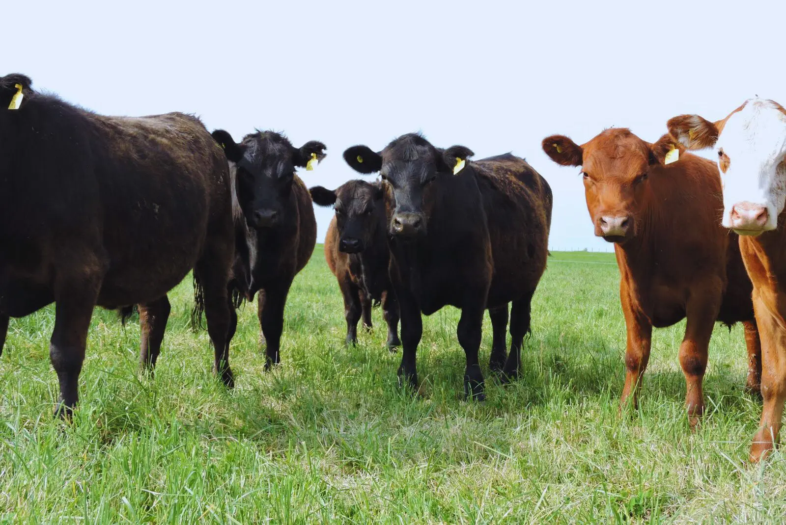 Alfalfa: Claves de manejo para aumentar eficiencia y producción de carne en sistemas ganaderos