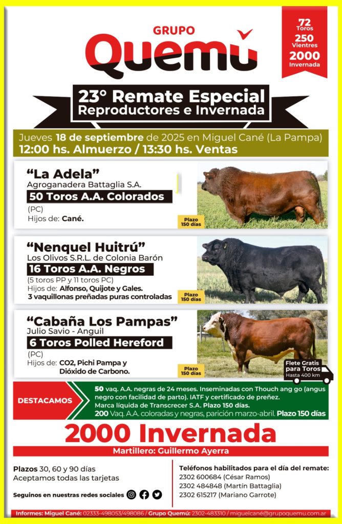 Remate feria Quemú en Miguel Cané el 18 septiembre 2025 con 72 toros, 250 vientres y 2000 invernada.