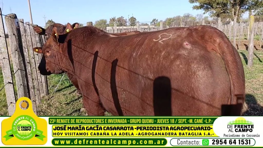 Toro Aberdeen Angus Colorado marcado de Cabaña La Adela.