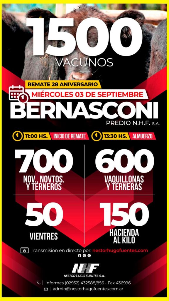 Remate feria Néstor Hugo Fuentes en Bernasconi 03 septiembre 2025 con 1500 vacunos
