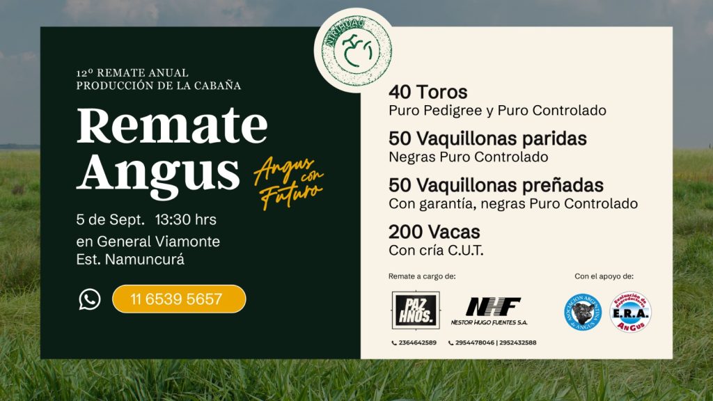 Remate feria Néstor Hugo Fuentes en General Viamonte el 5 septiembre 2025 con toros, vaquillonas y vacas Angus de Cabaña Nirihuau.