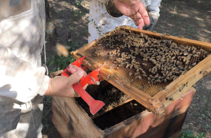 Red de vigilancia del Senasa controla 150 apiarios para prevenir el pequeño escarabajo de las colmenas