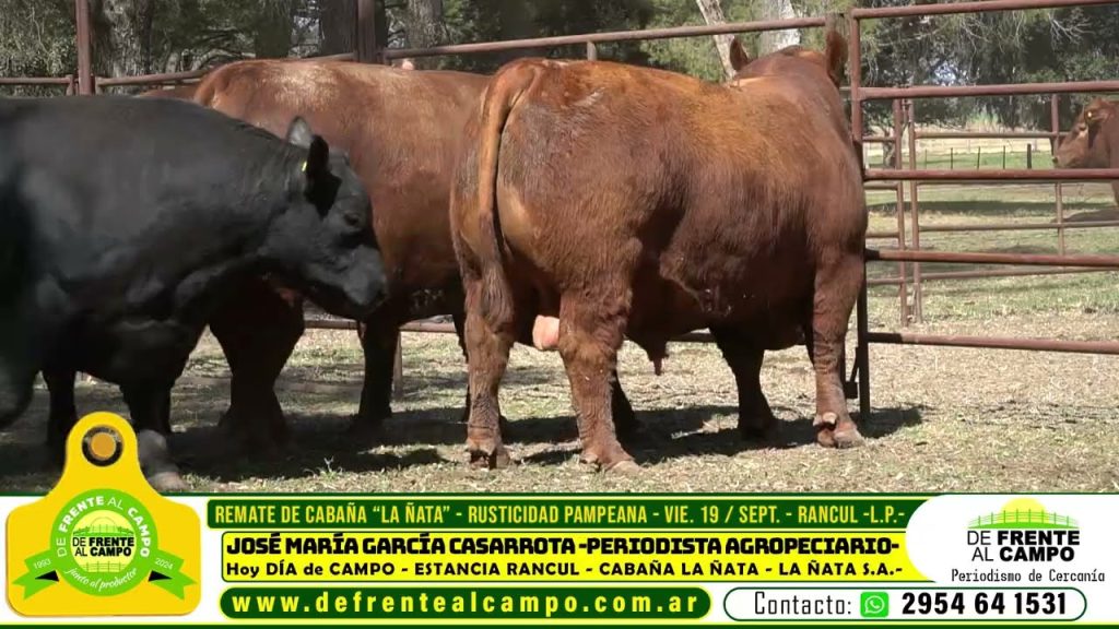 Toros y vaquillonas Angus color rojo en La Ñata