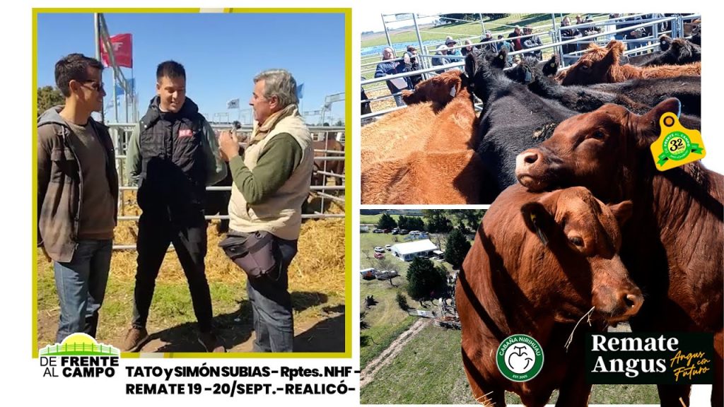 Entrevista en corrales de la Expo Realicó con representantes de consignataria y lotes de Angus listos para remate.