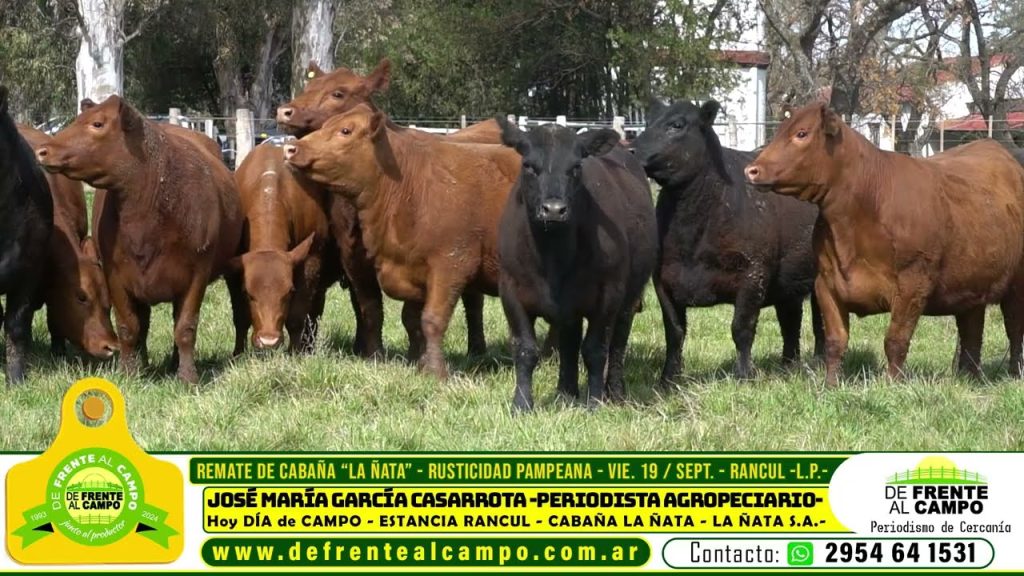 Mezcla de toros negros y rojos en La Ñata
