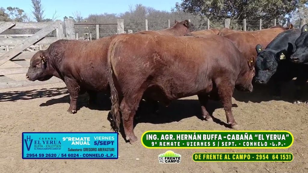 Toros Angus colorados de Cabaña El Yeruá para el remate.