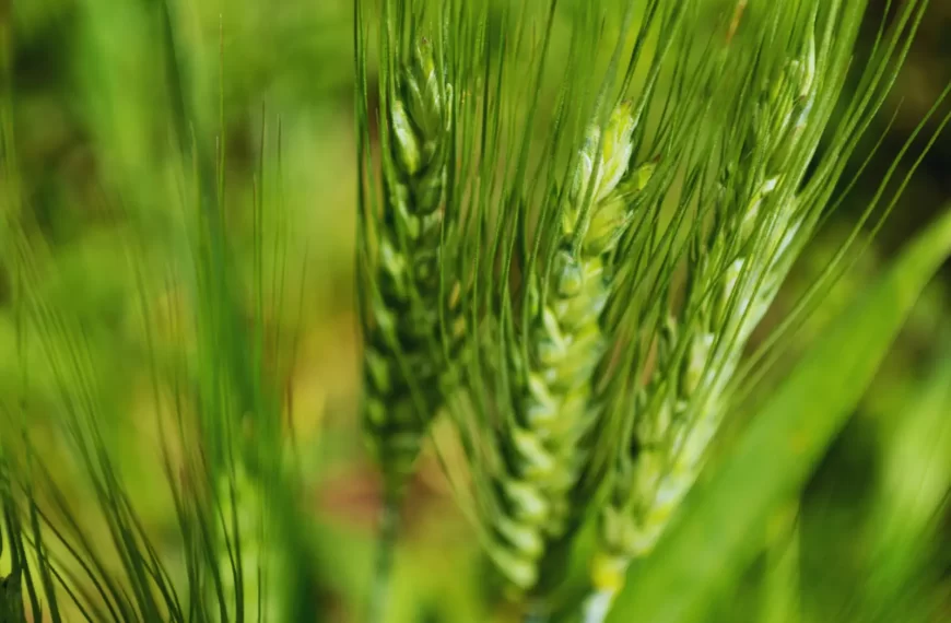 Deficiencia de zinc en suelos del sur bonaerense pone en riesgo rendimientos de trigo y cebada