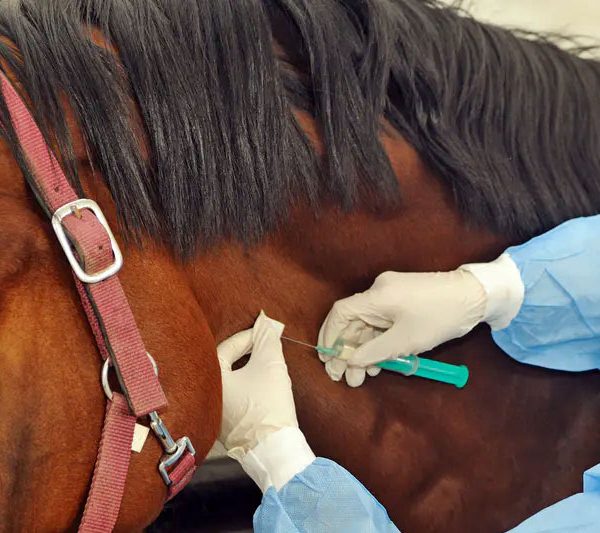 Colegio Médico Veterinario de La Pampa recuerda la vacunación obligatoria contra la encefalomielitis equina