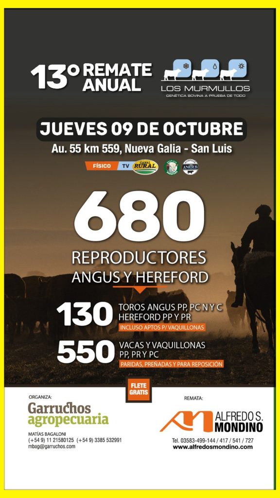 Remate feria de Alfredo S. Mondino en Nueva Galia, San Luis, con 680 reproductores Angus y Hereford.