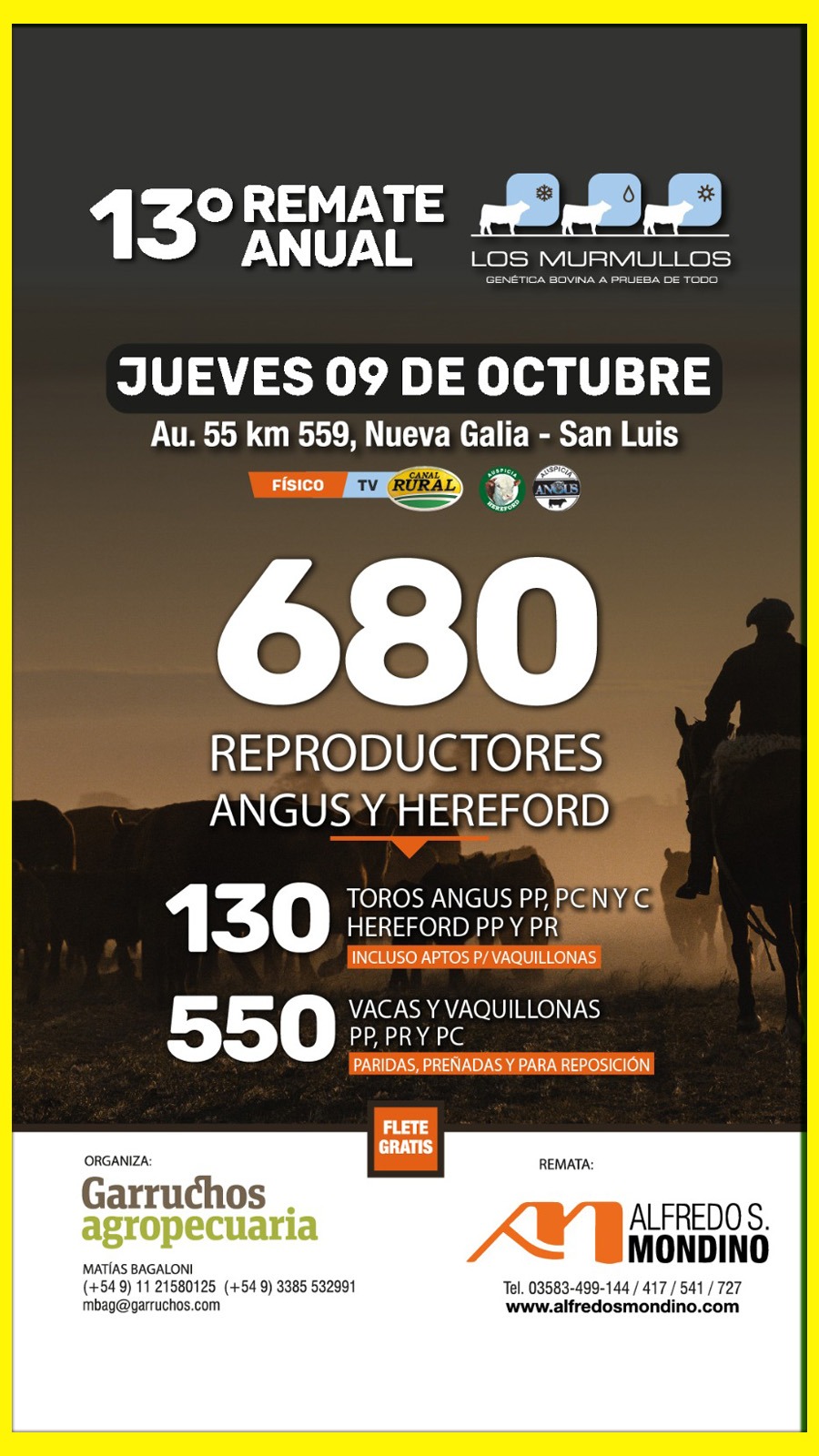 Remate feria de Alfredo S. Mondino en Nueva Galia, San Luis, con 680 reproductores Angus y Hereford.