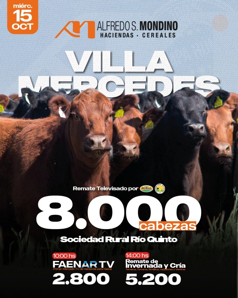 Remate feria Alfredo S. Mondino en Villa Mercedes con 8.000 cabezas el 15 de octubre 2025