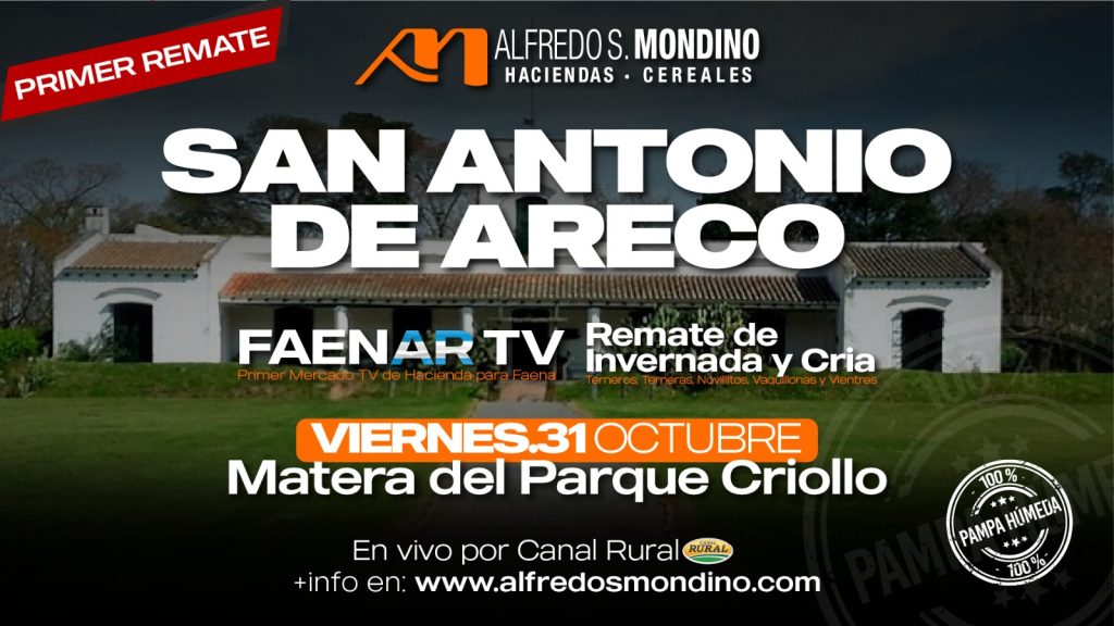 Remate feria Alfredo S. Mondino en San Antonio de Areco el 31 de octubre 2025, transmitido por Canal Rural.