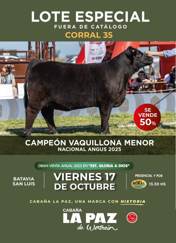Remate feria Cabaña La Paz Batavia 17/10/2025: campeón vaquillona menor Nacional Angus, corral 35, venta 50%
