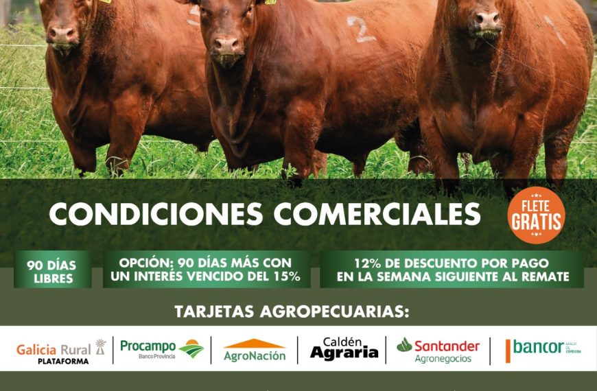 Remate feria Cabaña La Paz Batavia 17/10/2025: campeón vaquillona menor Nacional Angus, corral 35, venta 50%